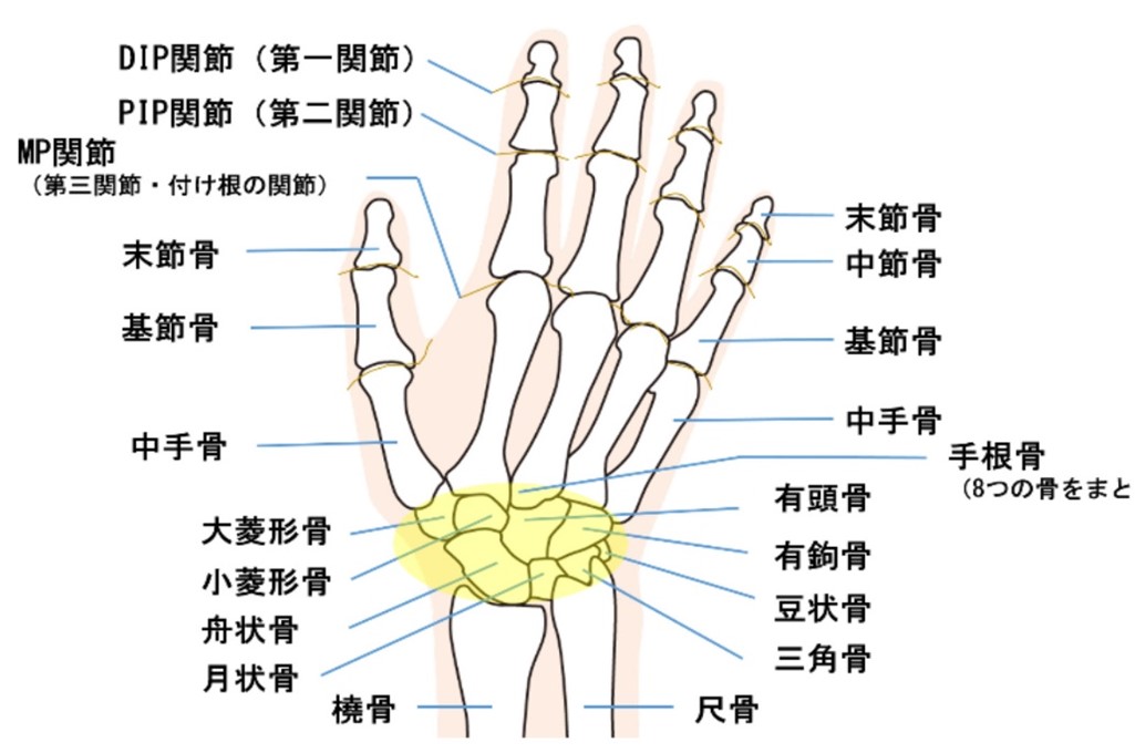 手の骨の名称